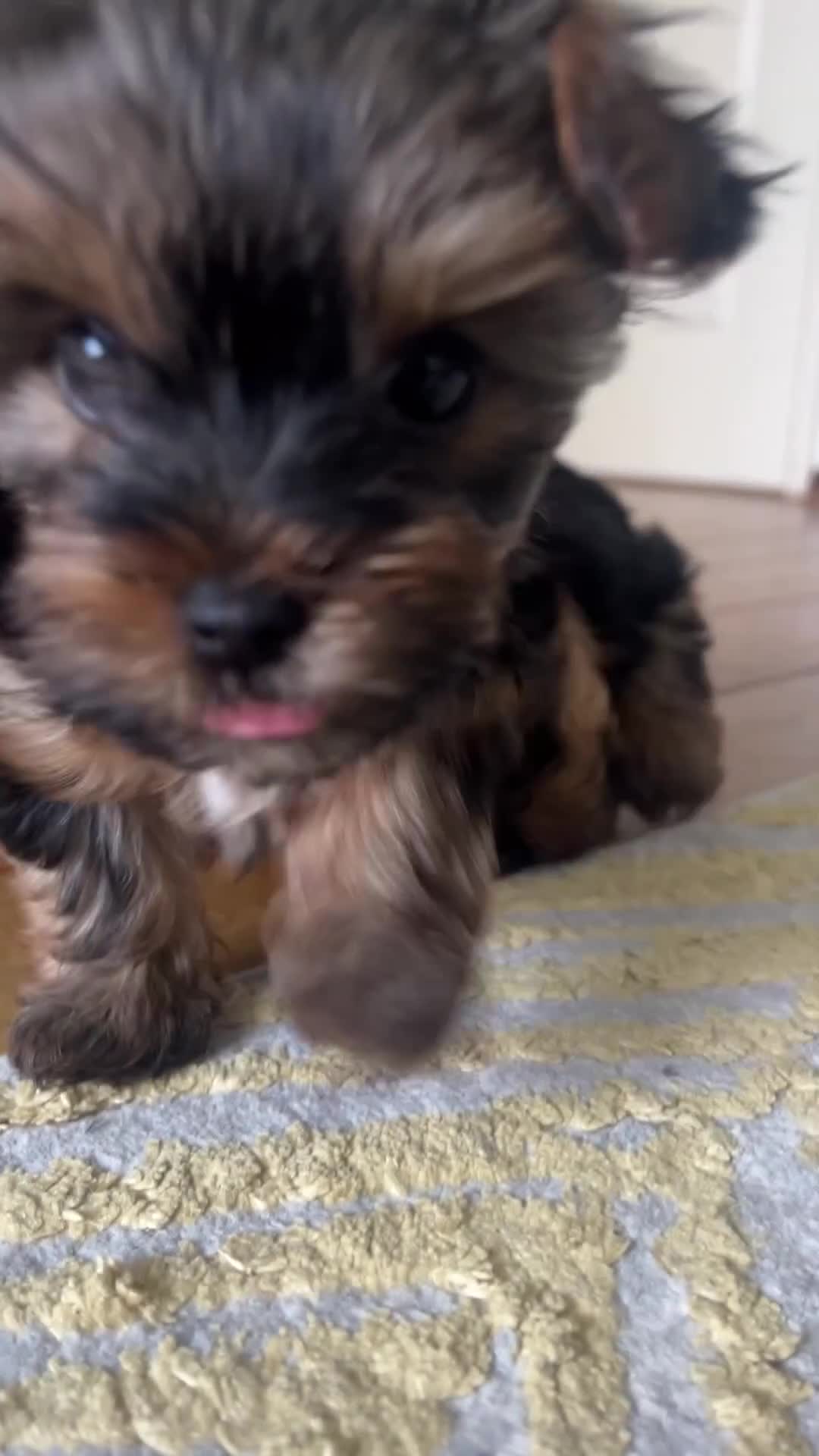 Yorkshire Terrier dogs for sale: ONLY 1 LEFT!! Purebred miniature Yorkshire Terrier - Video 1