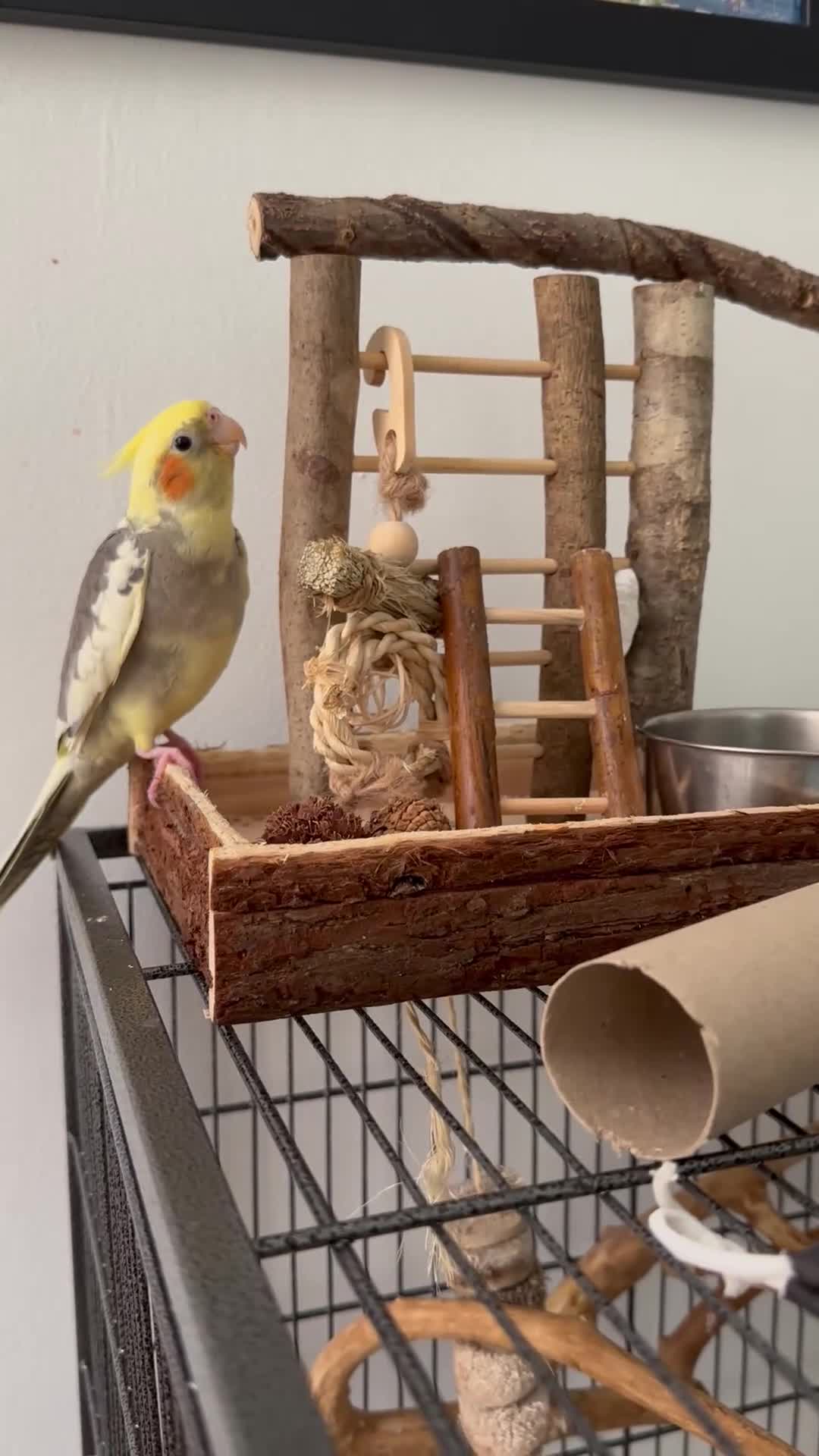 Cockatiels birds for sale: Sweet Hand-Tamed Cockatiel – Loving Home Wanted in London - Video 1
