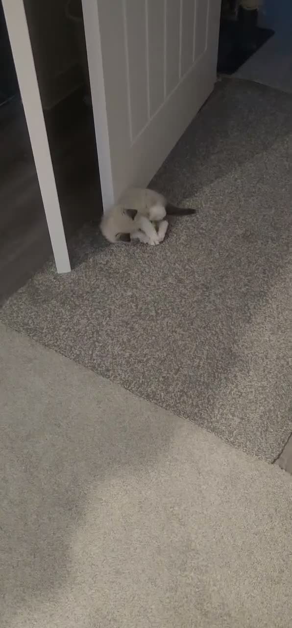 Ragdoll cats for sale: Boy Ragdoll Bicolor  - Video 2