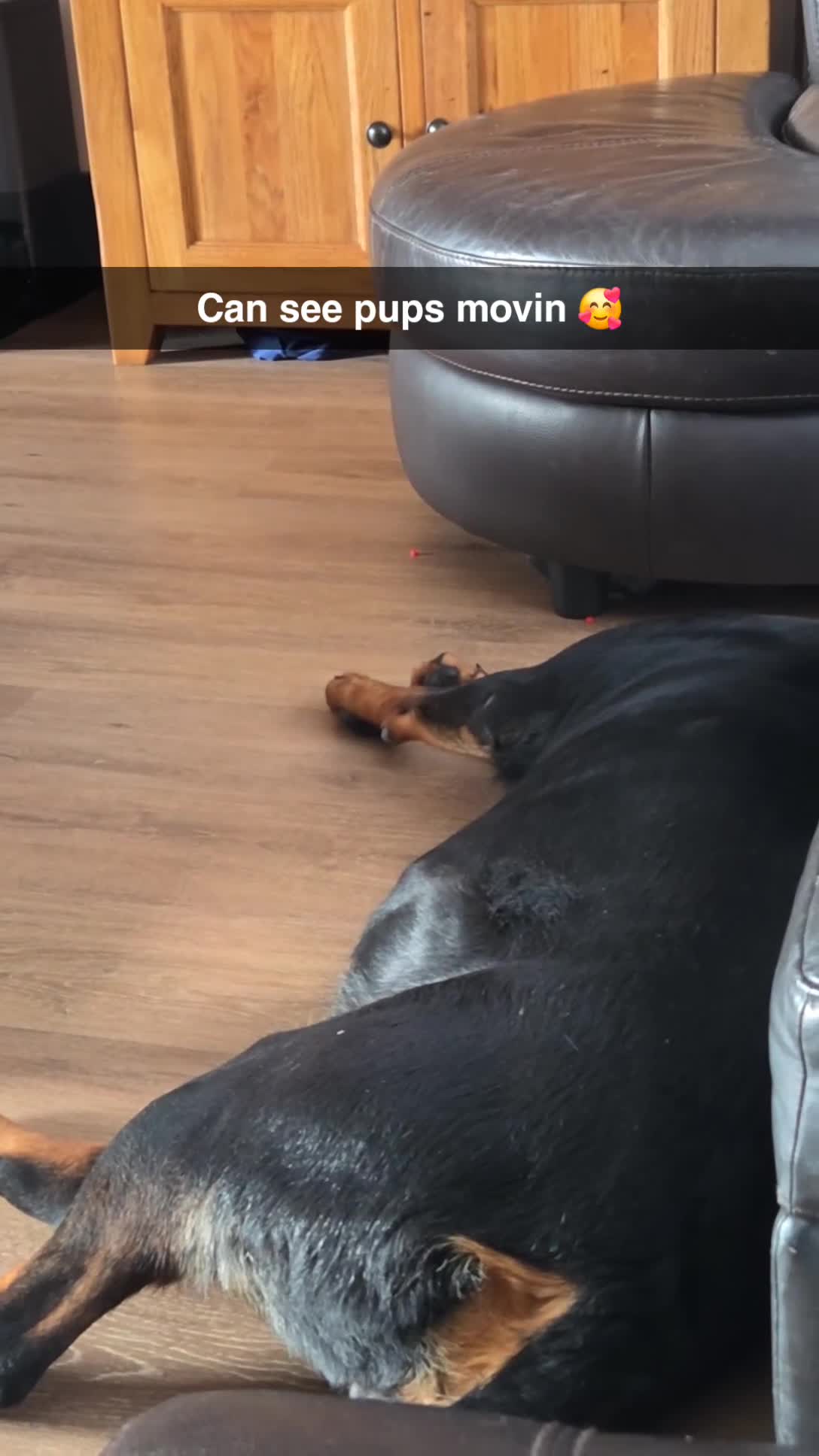 Rottweiler dogs for sale: Chunky Rottweiler Puppies DUE SOON  - Video 1
