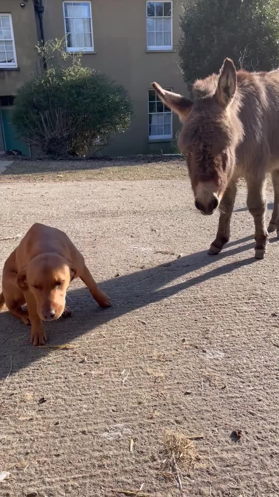 Mixed Breed dogs for sale: Fox red Labrador/vizsla/springer  - Video 1