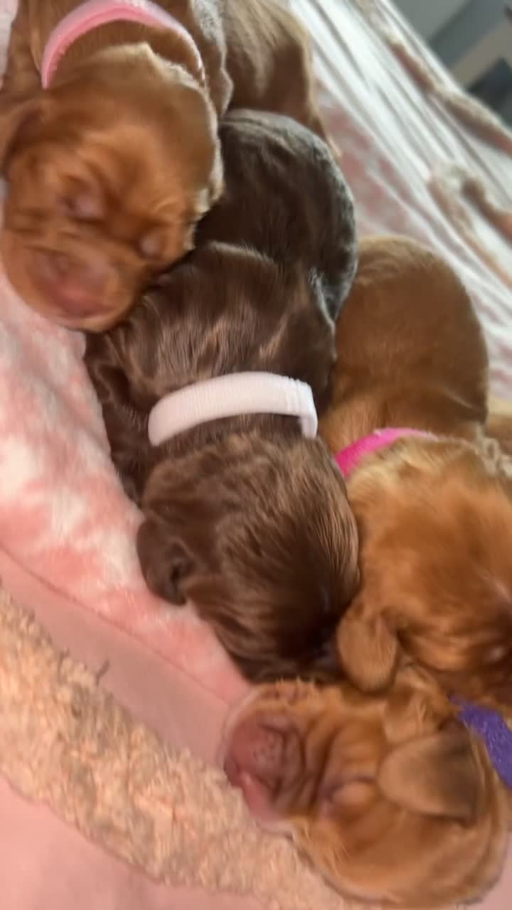 Cocker Spaniel dogs for sale: Gorgeous cocker spaniel pups(ONLY 1 REMAINING)  - Video 1