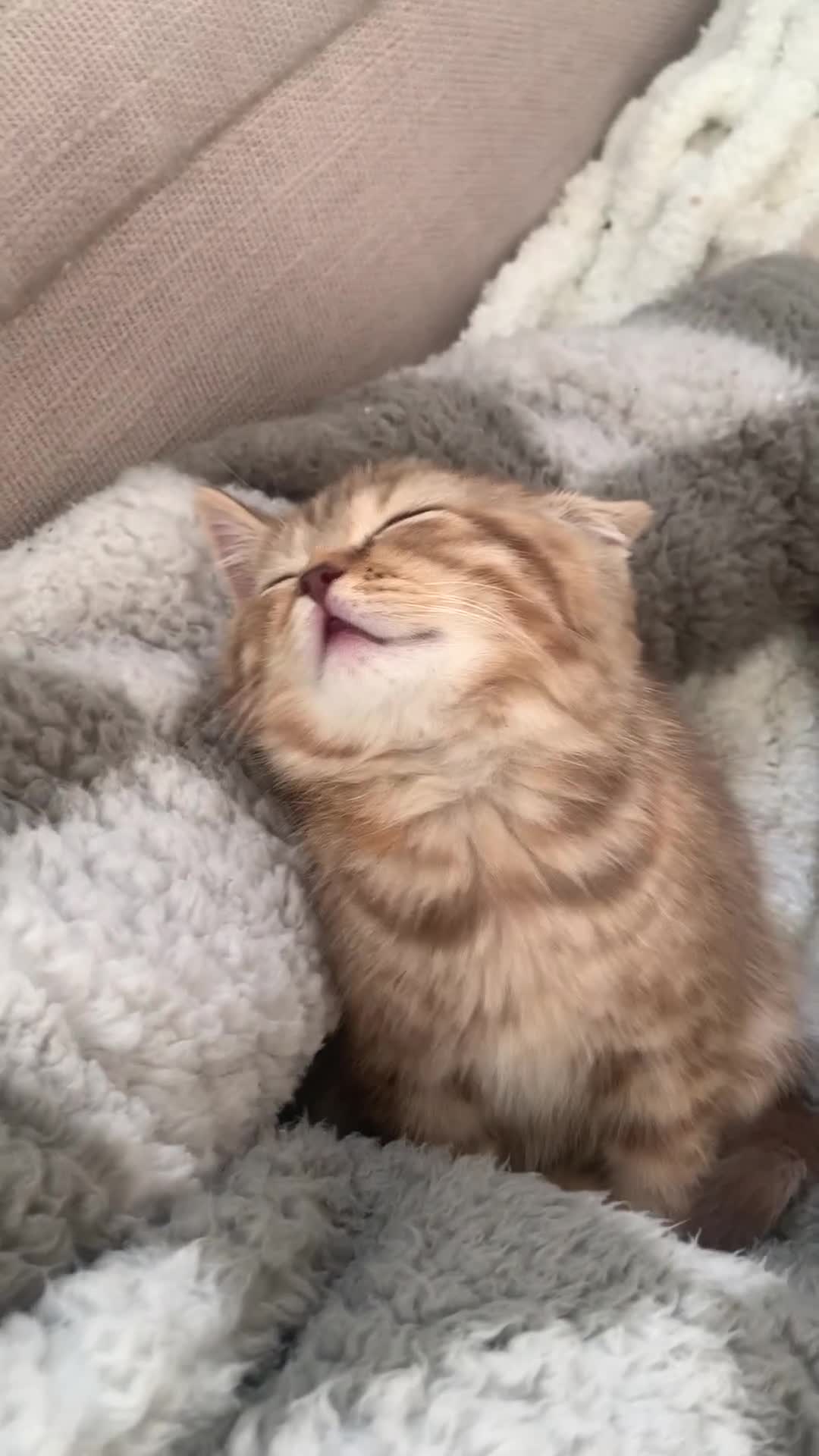 British Shorthair cats for sale: 🤍 Pedigree GCCF golden British shorthair kittens  - Video 3