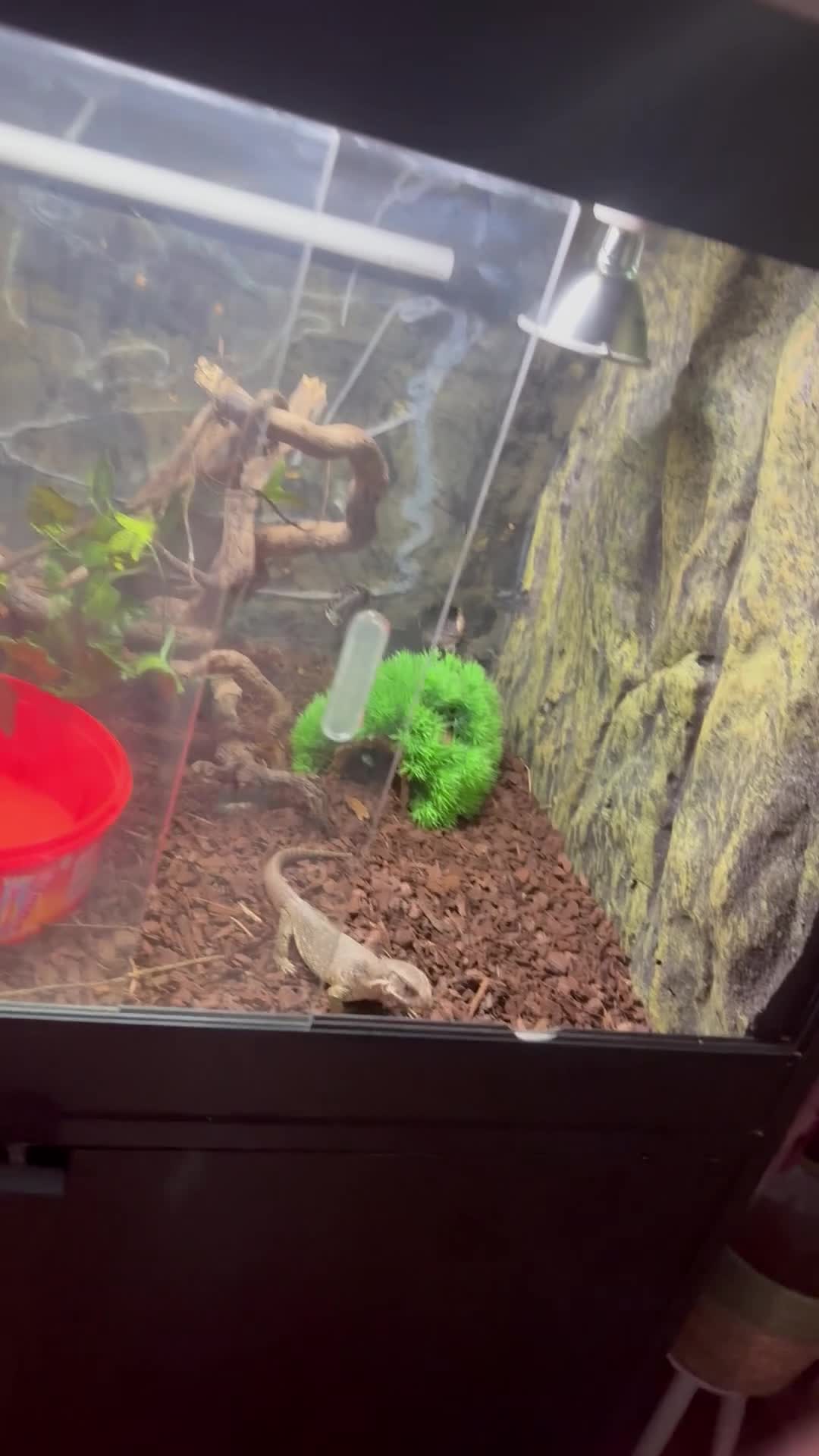 Monitor reptiles for sale: Bosc monitor  - Video 1