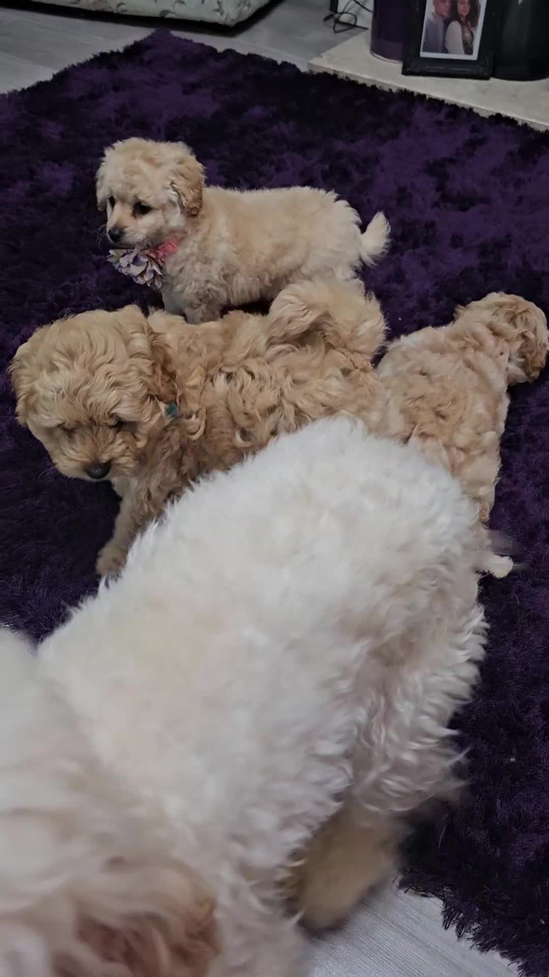 Cockapoo dogs for sale: 3 litlle puppy waiting for them forever home! - Video 1