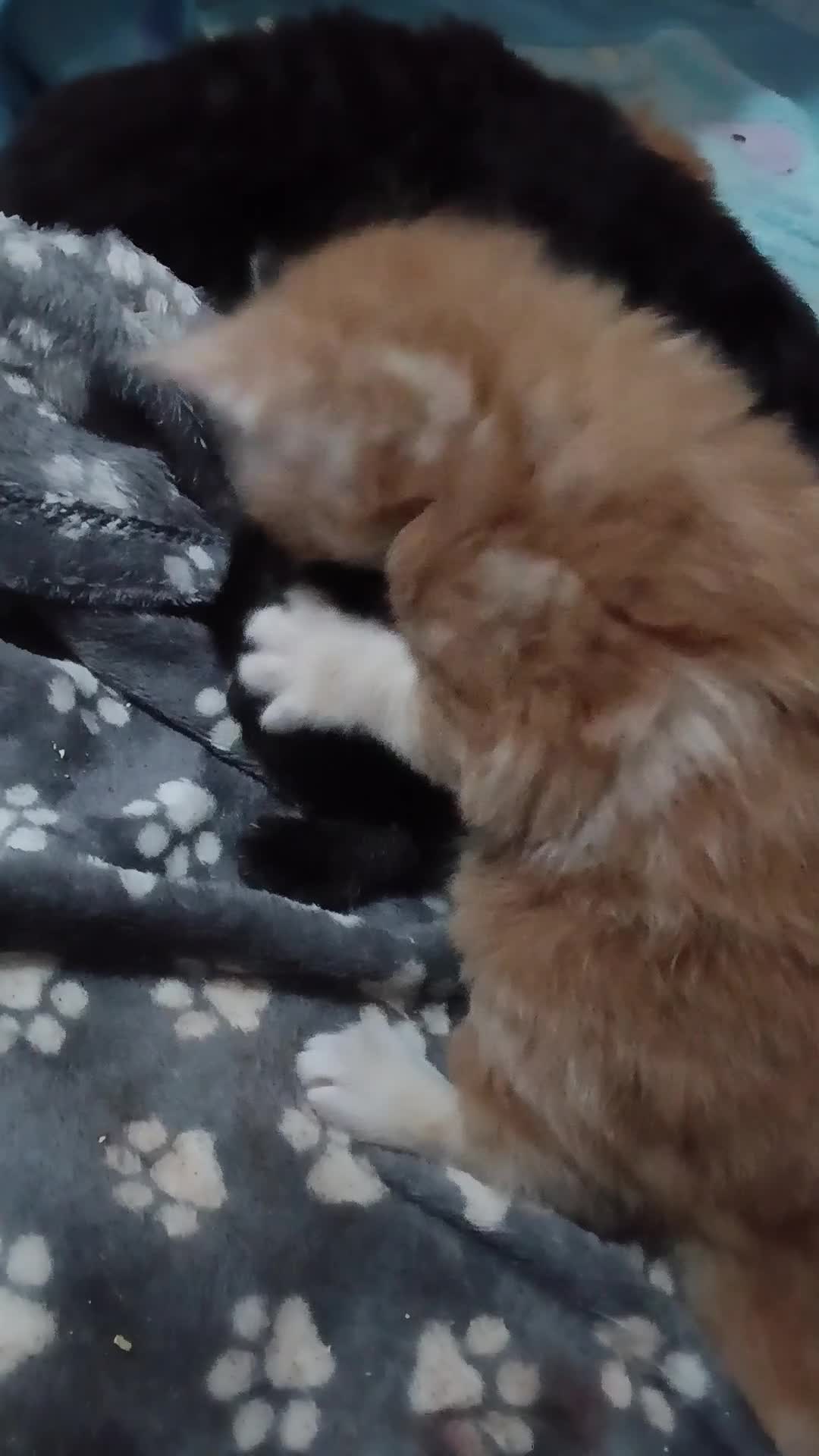 Maine Coon cats for sale: Beautiful litter of mainecoon babies😍 - Video 1