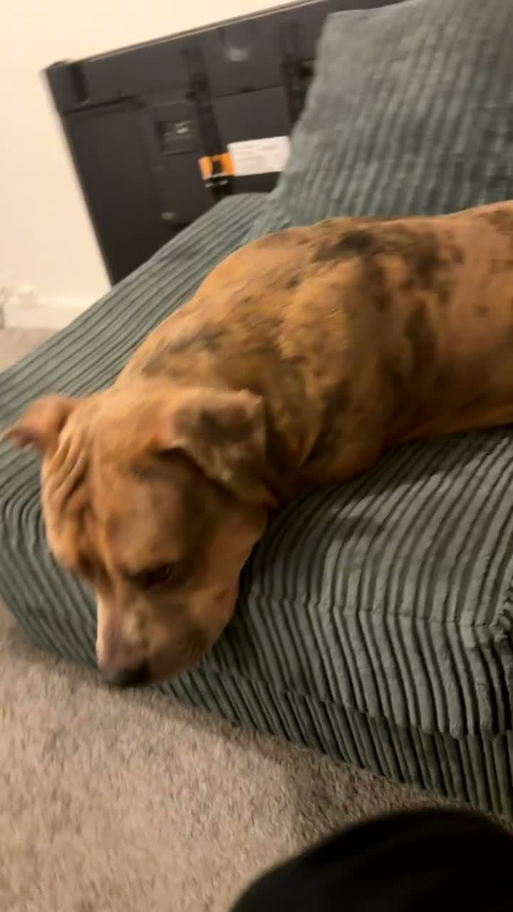 Mixed Breed dogs for sale: 1 year old boy called Ace  - Video 4
