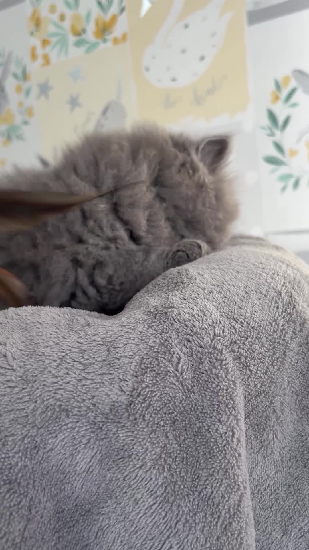 British Longhair cats for sale: Champion Sired GCCF Blue British longhair male - Video 2