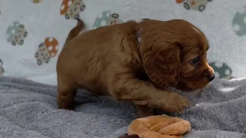 Cavalier King Charles Spaniel dogs for sale: Health Tested Parents-beautiful puppies - Video 2