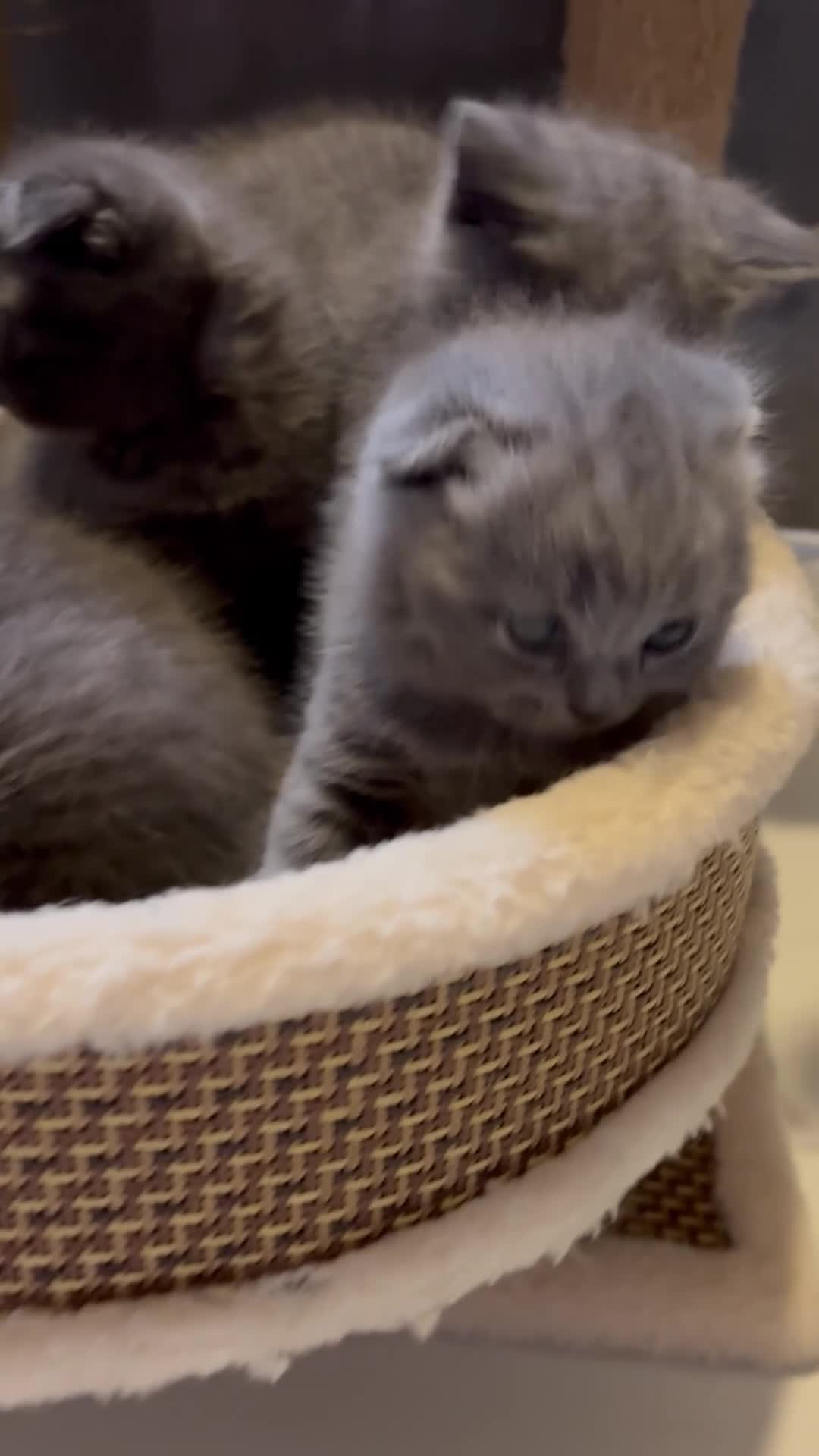 Scottish Fold cats for sale: 🐈‍⬛4 amazing Scottish Fold/Straight kittens - Video 2