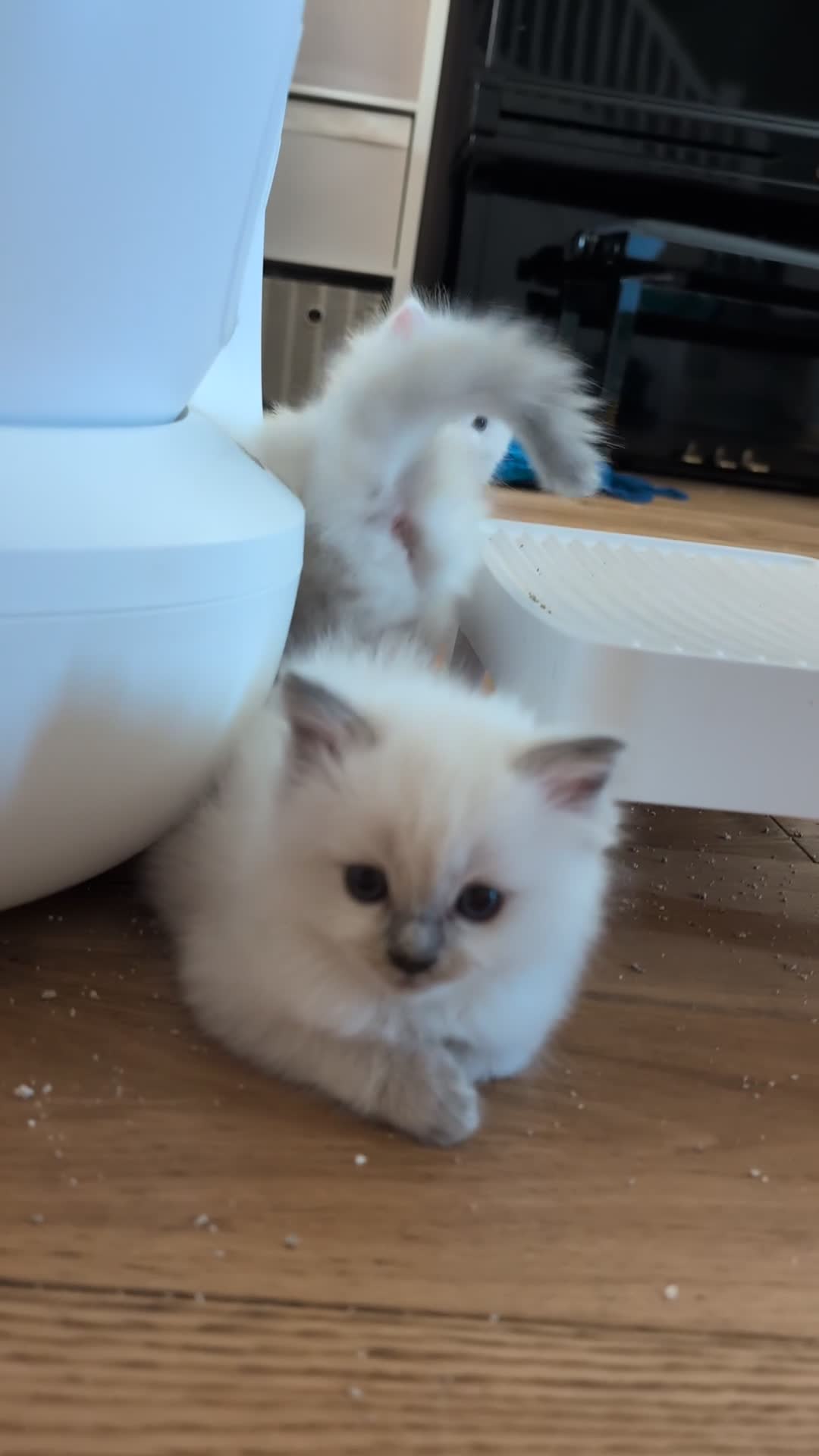 Ragdoll cats for sale: 3 Ragdoll Girls - Video 1