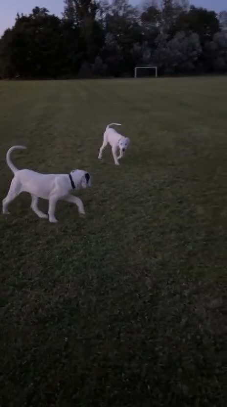 Mastiff dogs for sale: Mastiff bandog female for sale - Video 1