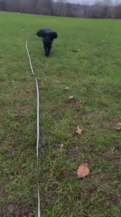 Cockalier dogs for sale: Loving and sweet pup looking for the perfect home in Norwich - Video 1