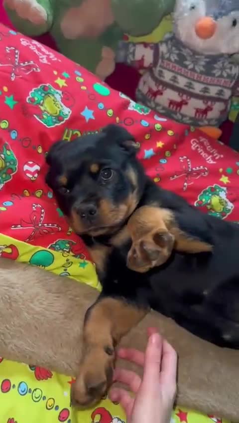 Rottweiler dogs for sale: Gorgeous Male Rotty Pup for Sale! Ready to Leave - Video 4