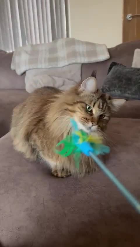 Maine Coon cats for sale: XL Russian Cubs 🇷🇺 ❤️ - Video 4