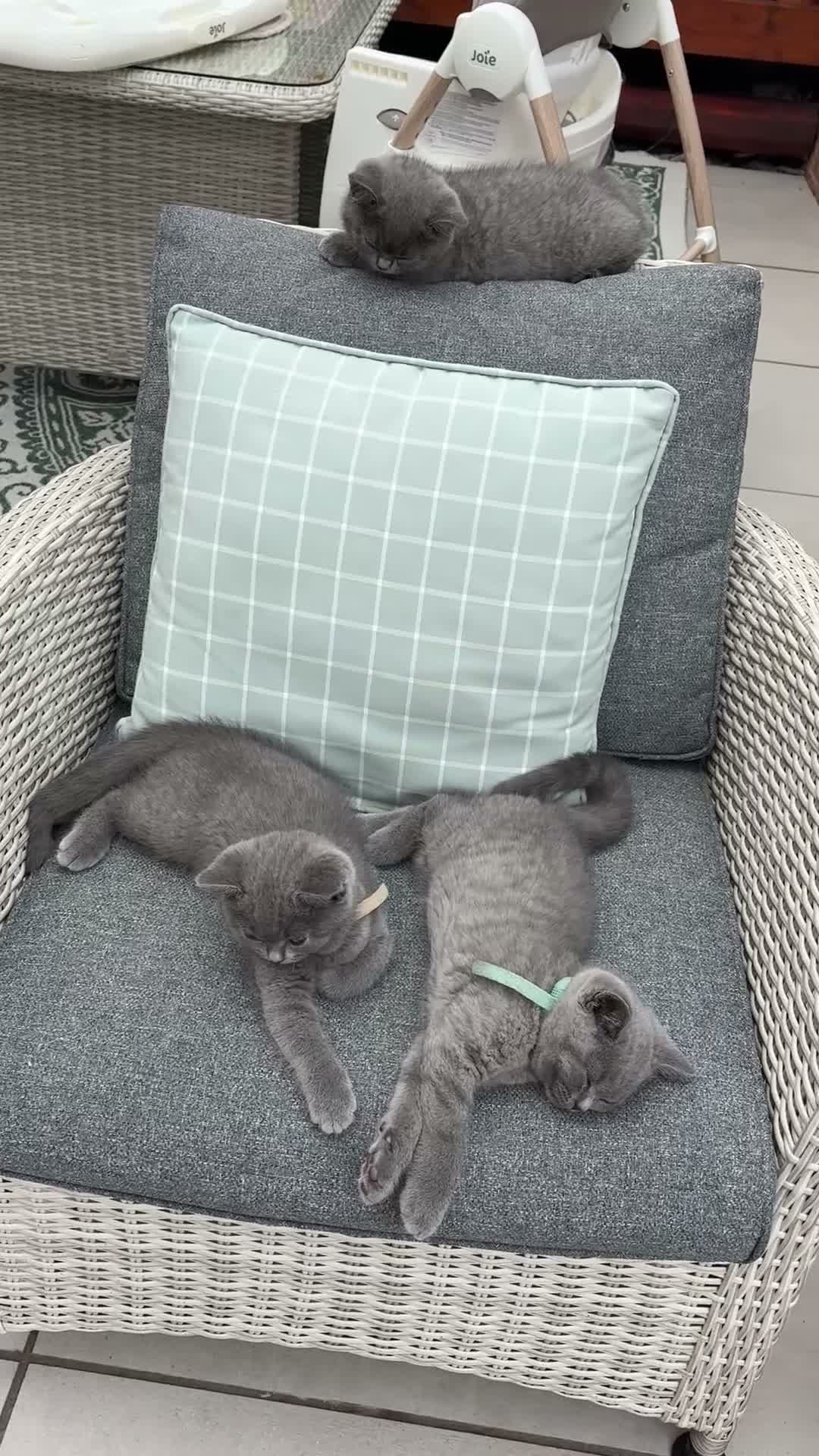 British Shorthair cats for sale: Last 2 Boys Blue British Shorthair Kittens - Video 3
