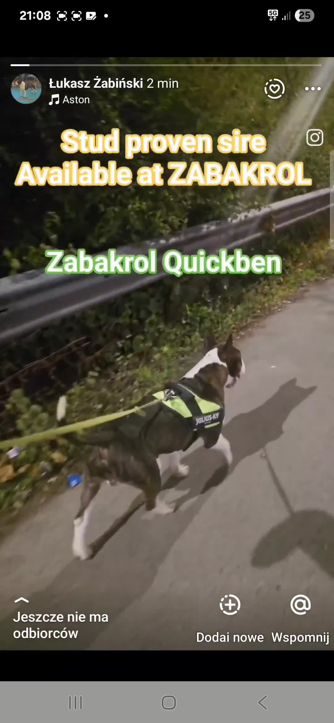 English Bull Terrier dogs for stud: TOP PEDIGREE IN UK, CRUFTS QUALIFIER, CHAMP FAMILY - Video 1