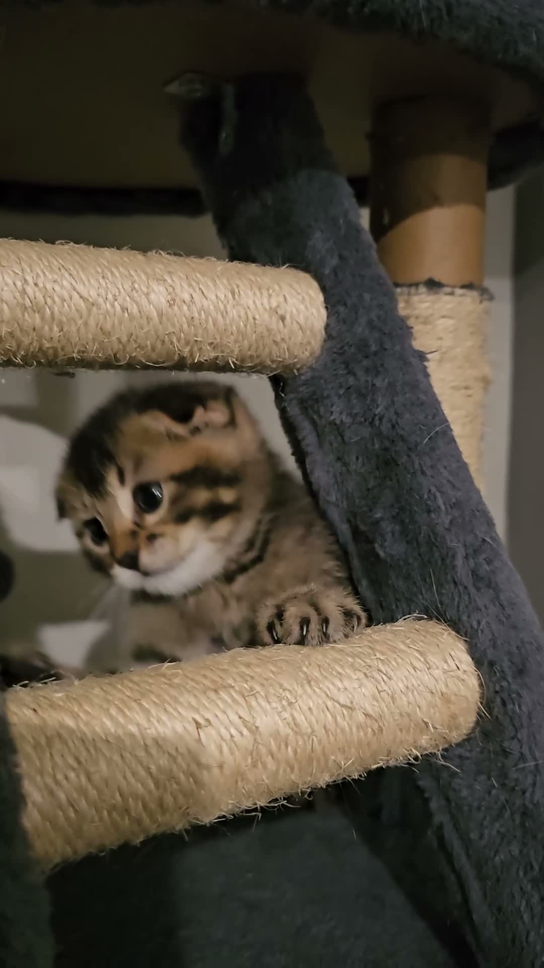 Scottish Fold cats for sale: Beautiful Scottish fold/straight ears kittens!  - Video 3