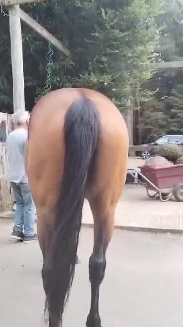 Irish Thoroughbred horses for sale: Exceptional Chunky Tb bright bay horse For sale  - Video 5
