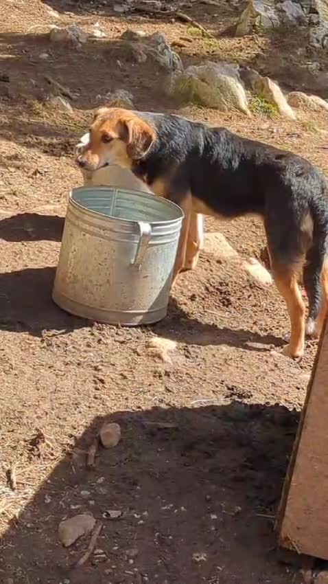 Mixed Breed dogs for adoption: Suzy and Precious in Ashford - Video 3