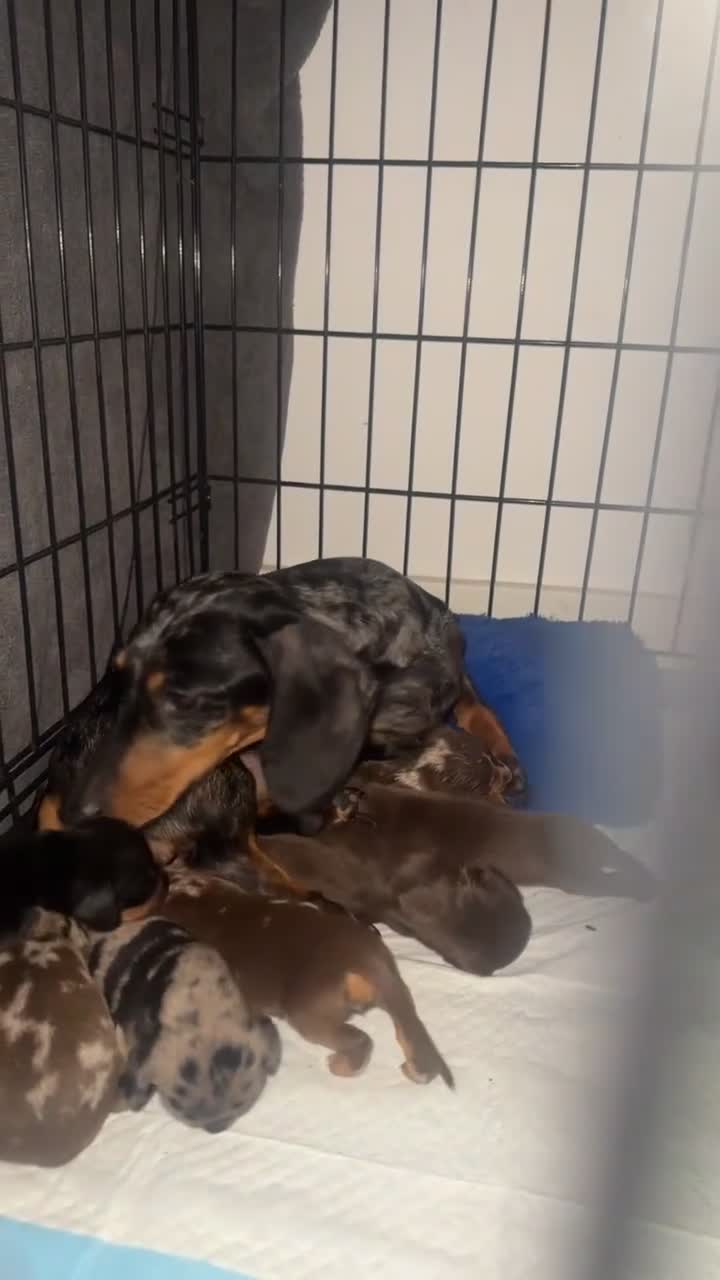 Miniature Dachshund dogs for sale: KC registered miniature dachshund For sale  - Video 5