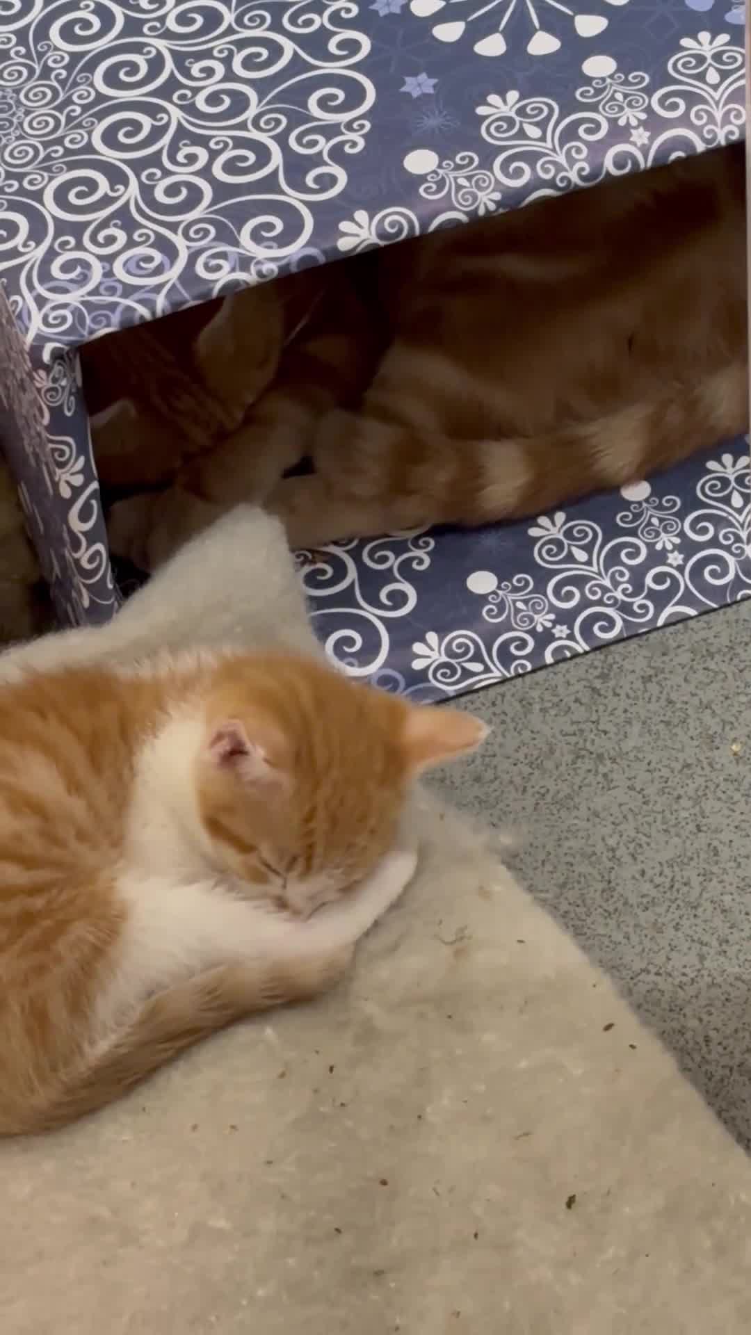 British Shorthair cats for sale: Ginger and white Tom - Video 1