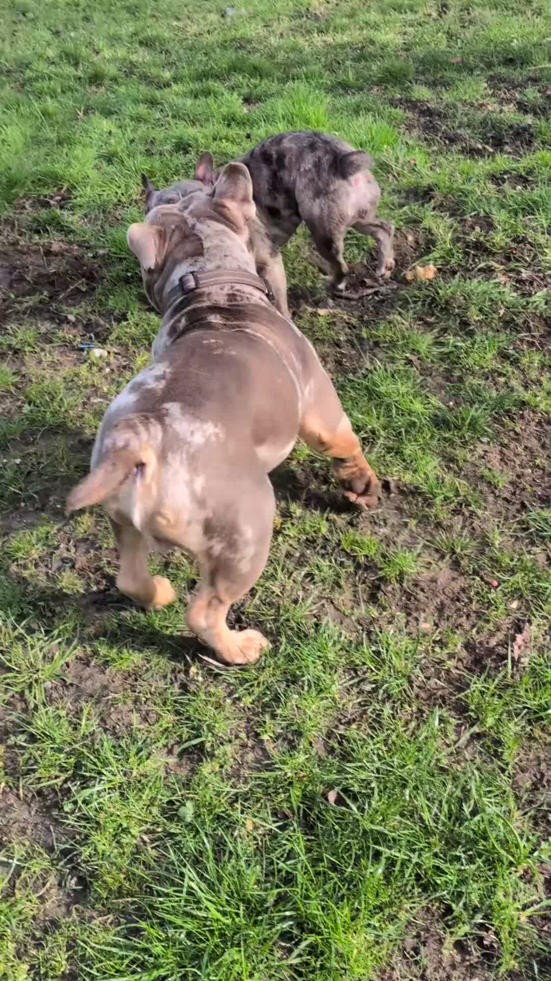 French Bulldog dogs for sale: Merle French bulldog  - Video 1