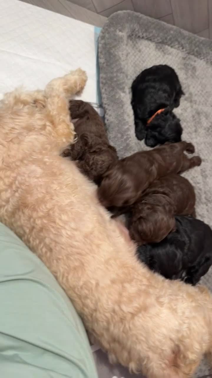 Cockapoo dogs for sale: 🐶💕 BEAUTIFUL COCKAPOO PUPPIES FOR SALE 💕🐶 - Video 1