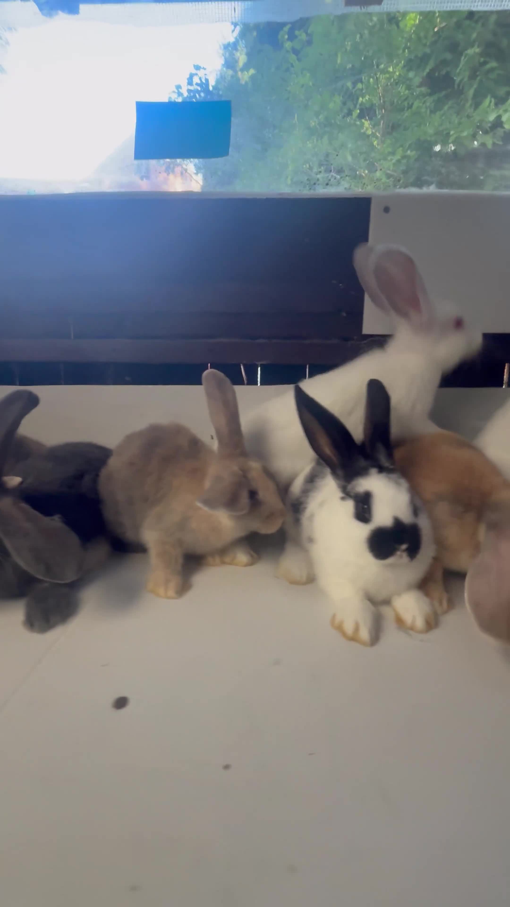 Continental Giant rabbits for sale: Continental giant cross  - Video 1