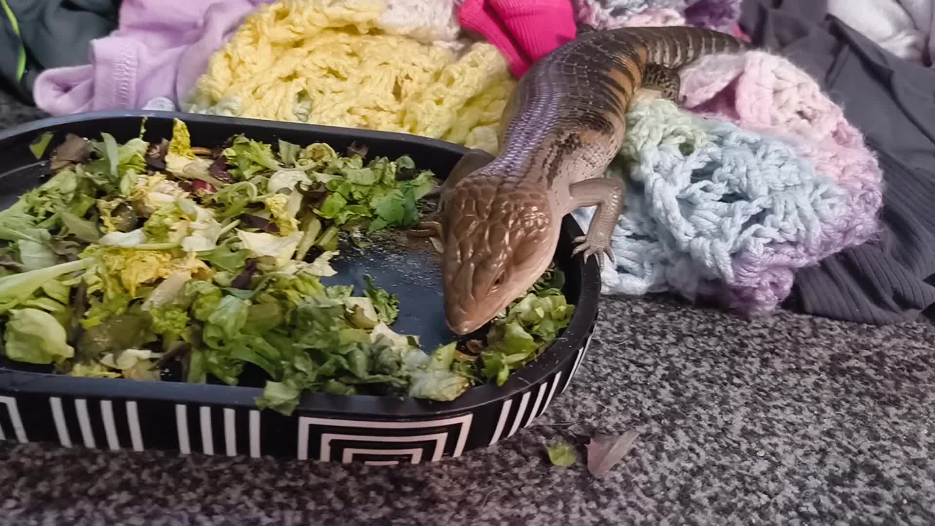 Skink reptiles for sale: Blue tongue skink  with 4x2x2 set up  in Stoke-on-Trent - Video 1