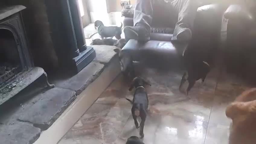 Bloodhound dogs for sale: Bloodhound Puppies - Video 2