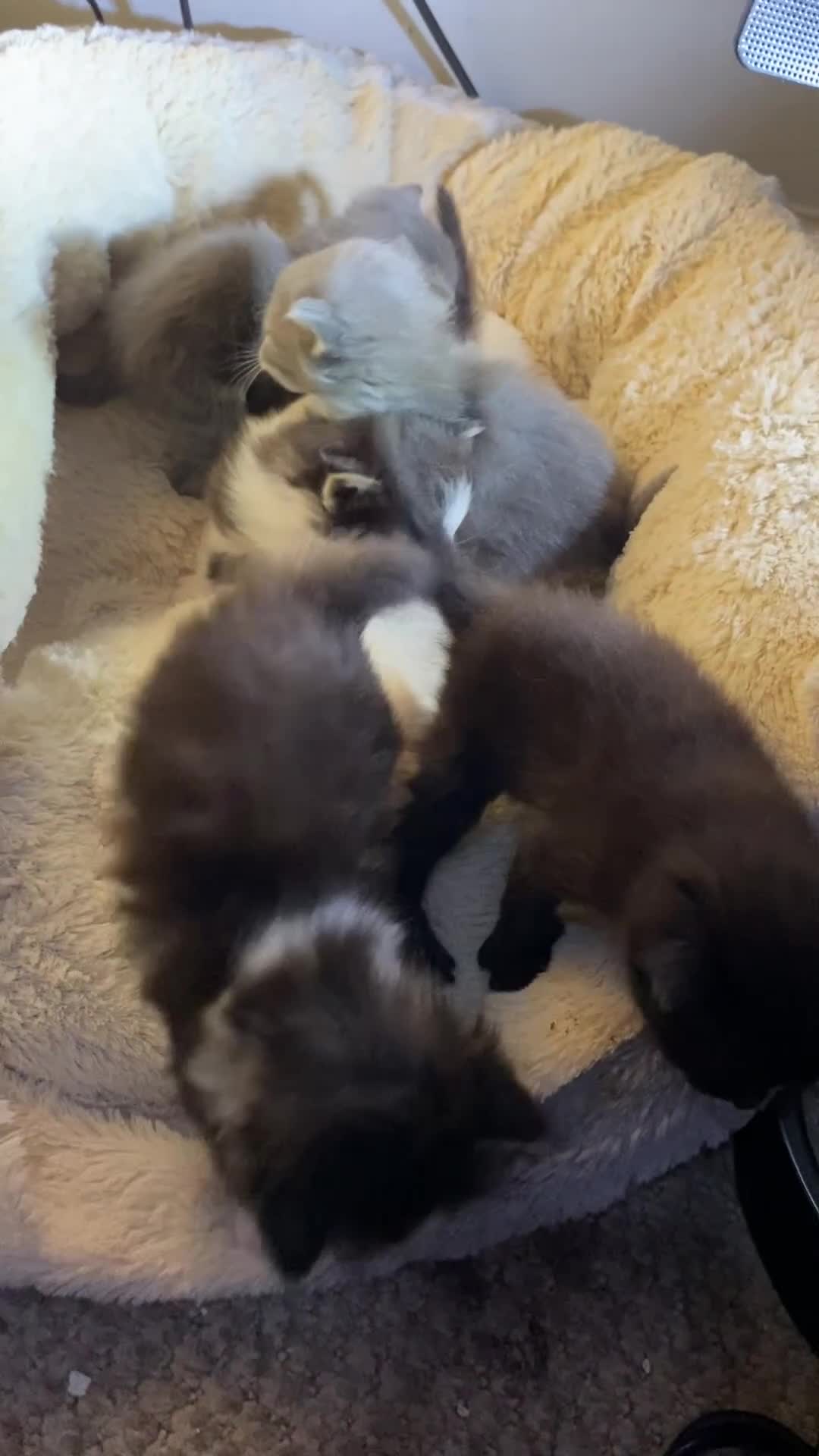 British Shorthair cats for sale: Rag doll cross breads  - Video 1
