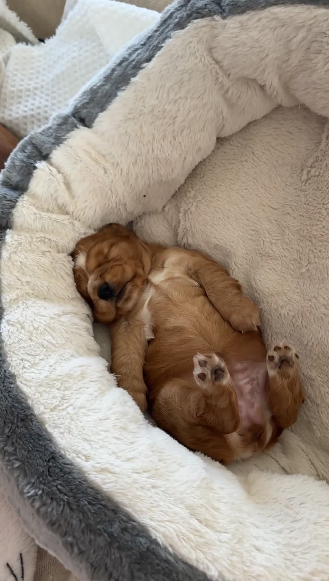 Cocker Spaniel dogs for sale: READY! ONE & ONLY! Adorable Female Cocker Puppy in Cheltenham - Video 4