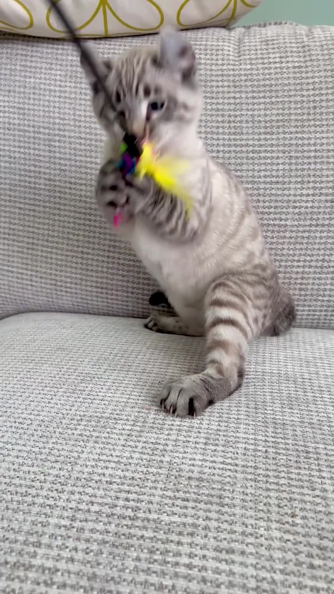 Savannah cats for sale: Awesome snow leopard Keetso male  - Video 2