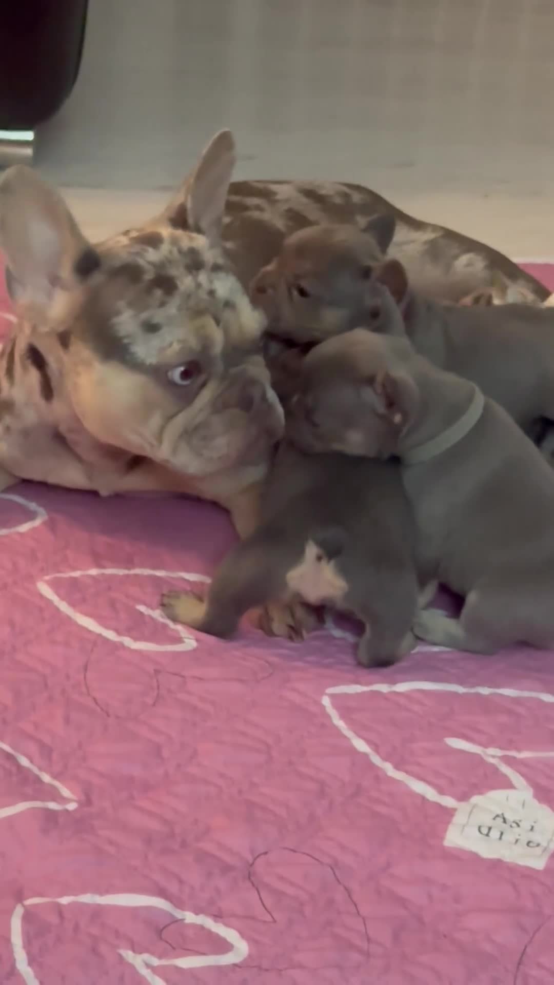 French Bulldog dogs for sale: Out standing french bulldogs merles carry fluffy - Video 2