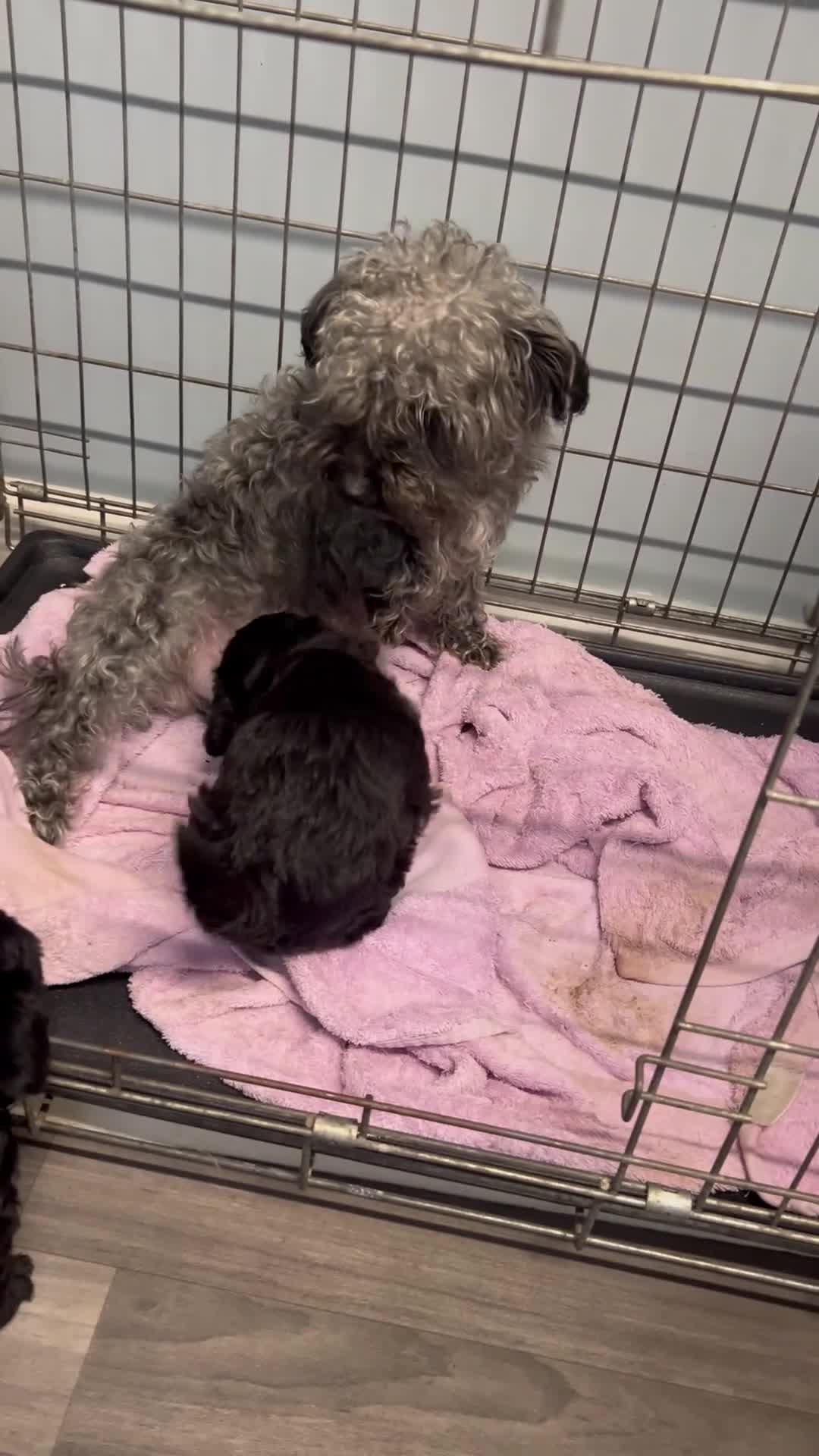 Jackapoo dogs for sale: Gorgeous Jackapoo pups for sale. - Video 1