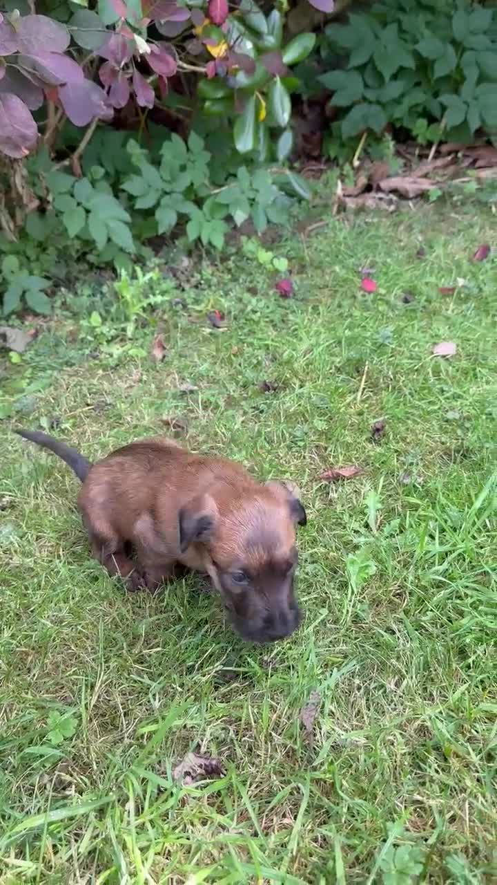 Irish Terrier dogs for sale: Irish terrier puppies  - Video 1
