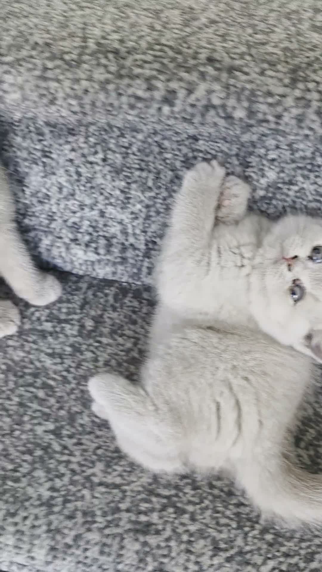 British Shorthair cats for sale: British shorthair kittens  - Video 4