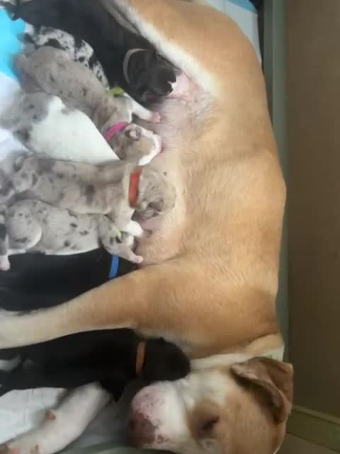 Siberian Husky dogs for sale: Husky cross pups! - Video 1