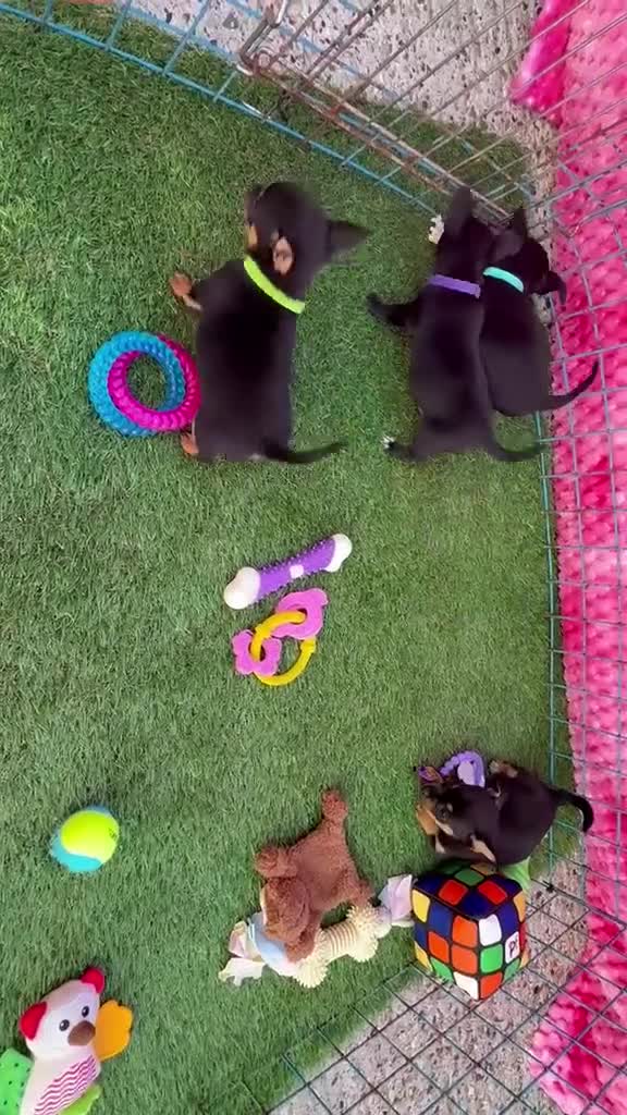 Chihuahua dogs for sale: Beautiful chihuahua puppies - Video 1