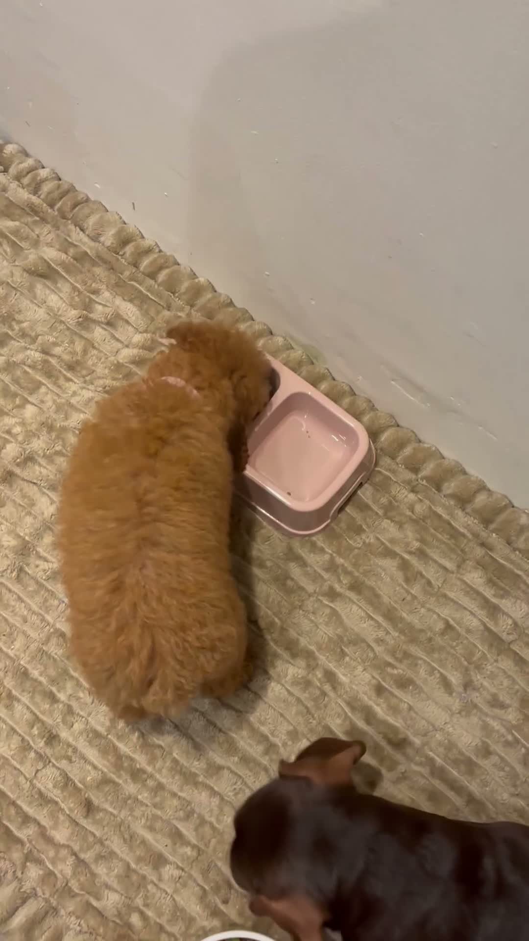 Miniature Poodle dogs for sale: Dolly 12 weeks miniature Poodle Red - Video 1