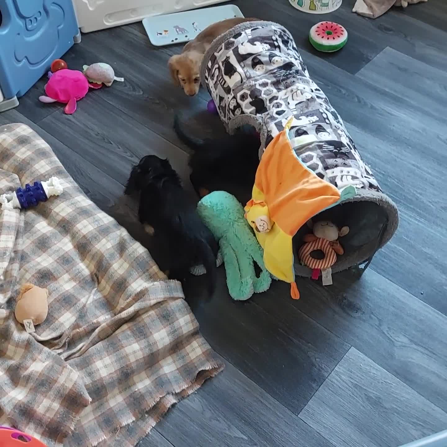 Miniature Dachshund dogs for sale: READY NOW BLACK & CREAM KC REG MINI L HAIRED DAXIS - Video 3