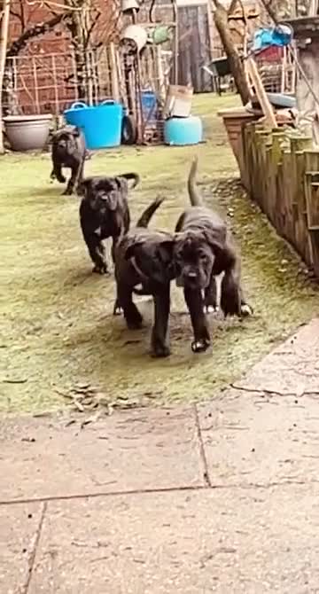 Cane Corso dogs for sale: Cane Corso Puppies Full pedigree  - Video 1