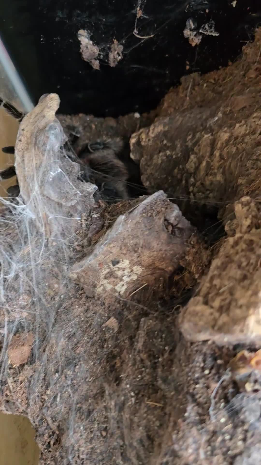 Tarantulas invertebrates for sale: Salmon pink birdeater - large female - Video 1