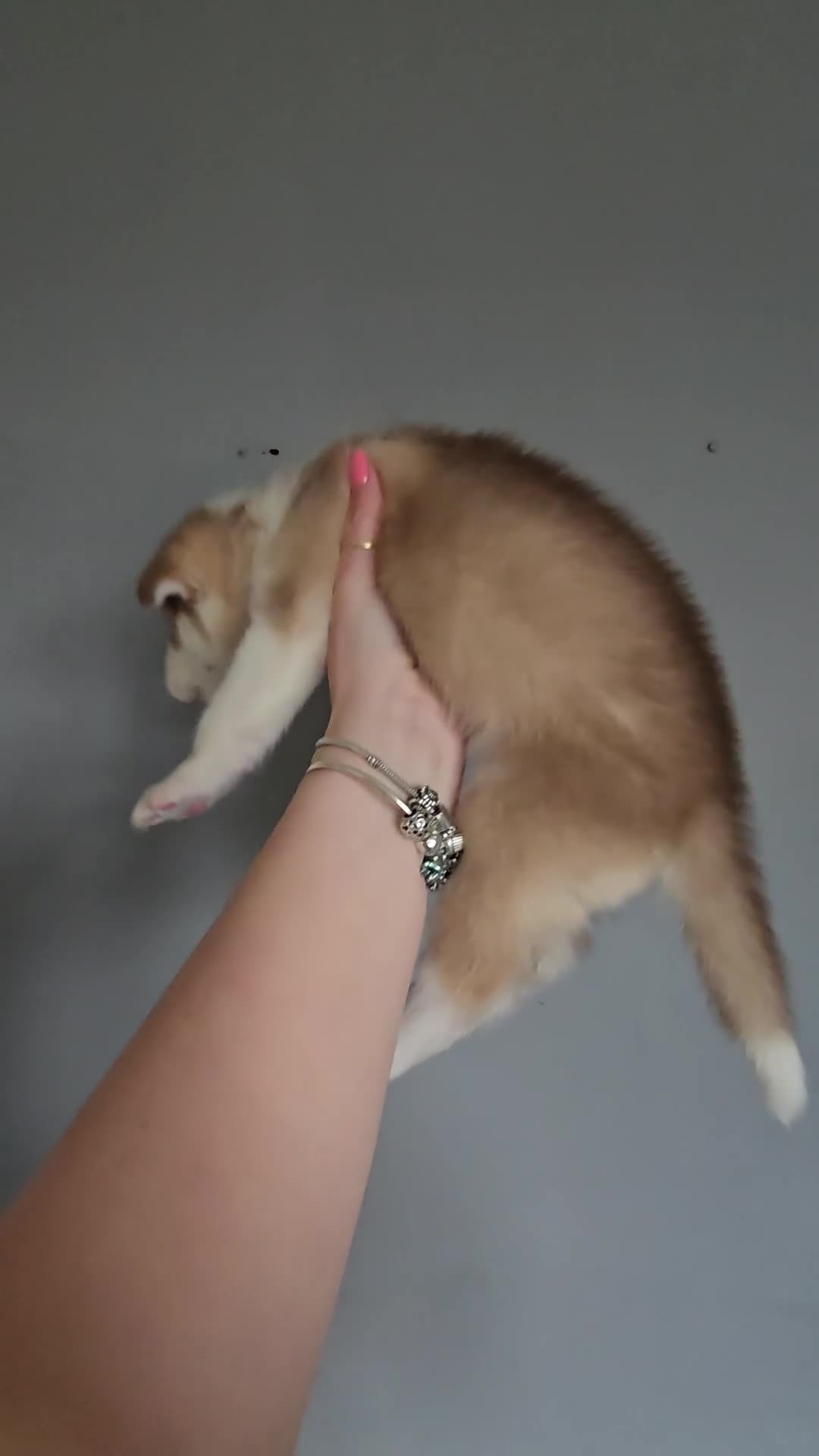 Siberian Husky dogs for sale: Husky puppies  - Video 4