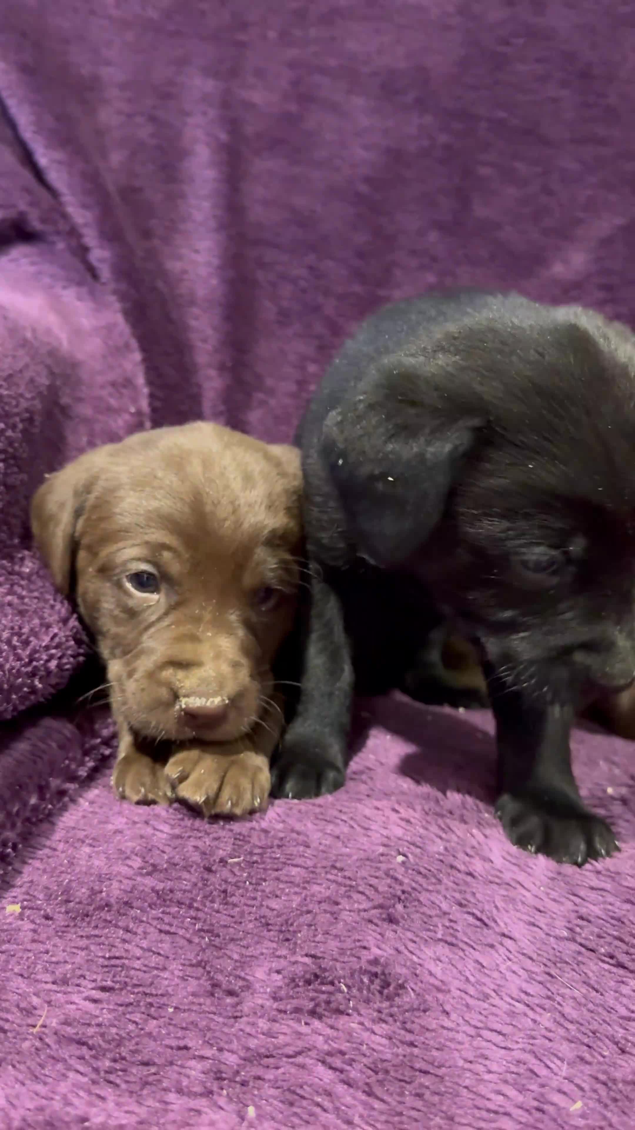 Labrador Retriever dogs for sale: Black Labrador Puppies, 5* Licensed Breeder - Video 1