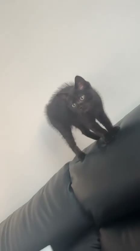 Mixed Breed cats for sale: Two beautiful kittens - Video 1