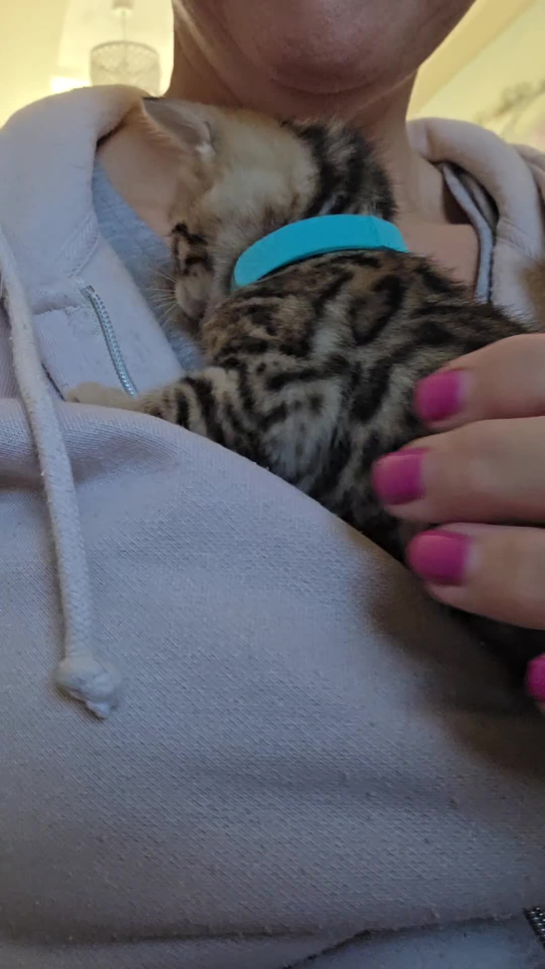 Bengal cats for sale: TICA reg neutered full bengal kittens - Video 3
