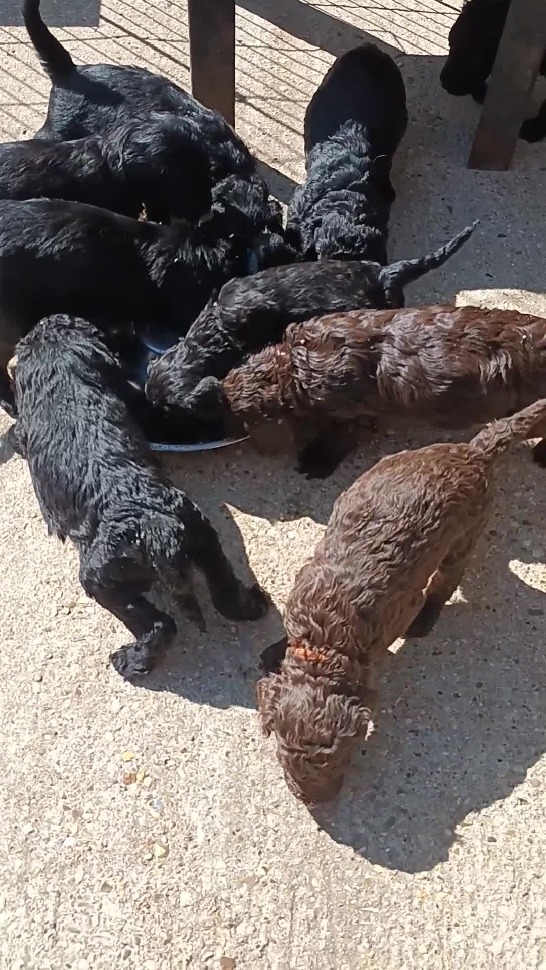 Labradoodle dogs for sale: F,1,B Standard labradoodles - Video 1