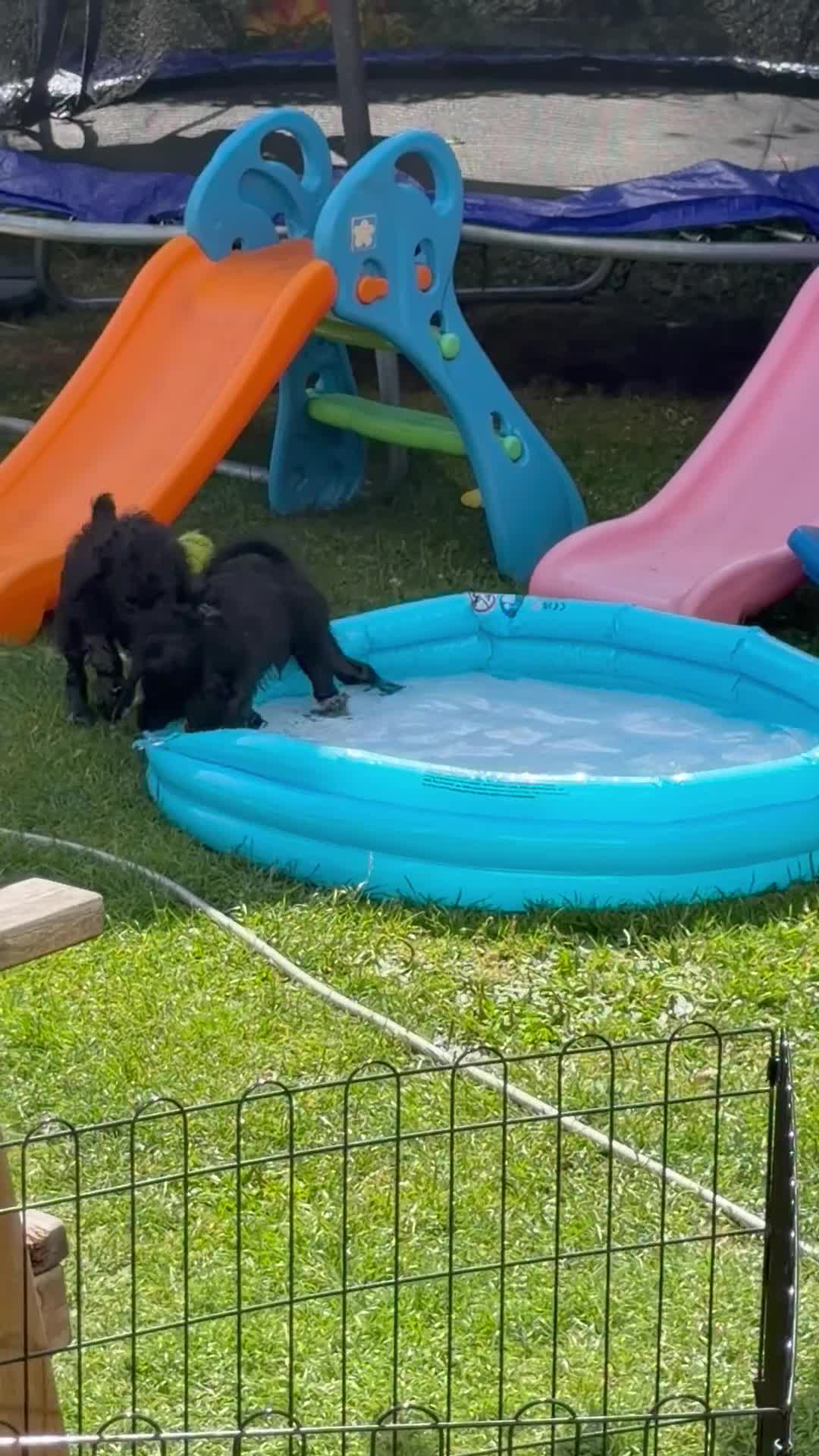 Cockapoo dogs for sale: Cockapoo puppies for sale 2 left  - Video 1